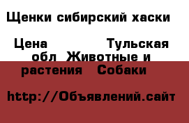 Щенки сибирский хаски › Цена ­ 11 000 - Тульская обл. Животные и растения » Собаки   